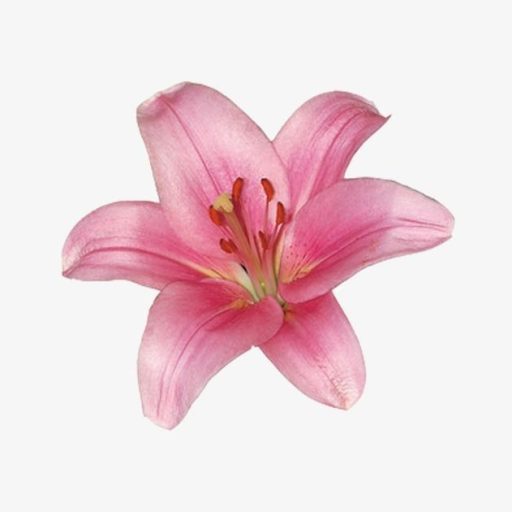 WordPress Site